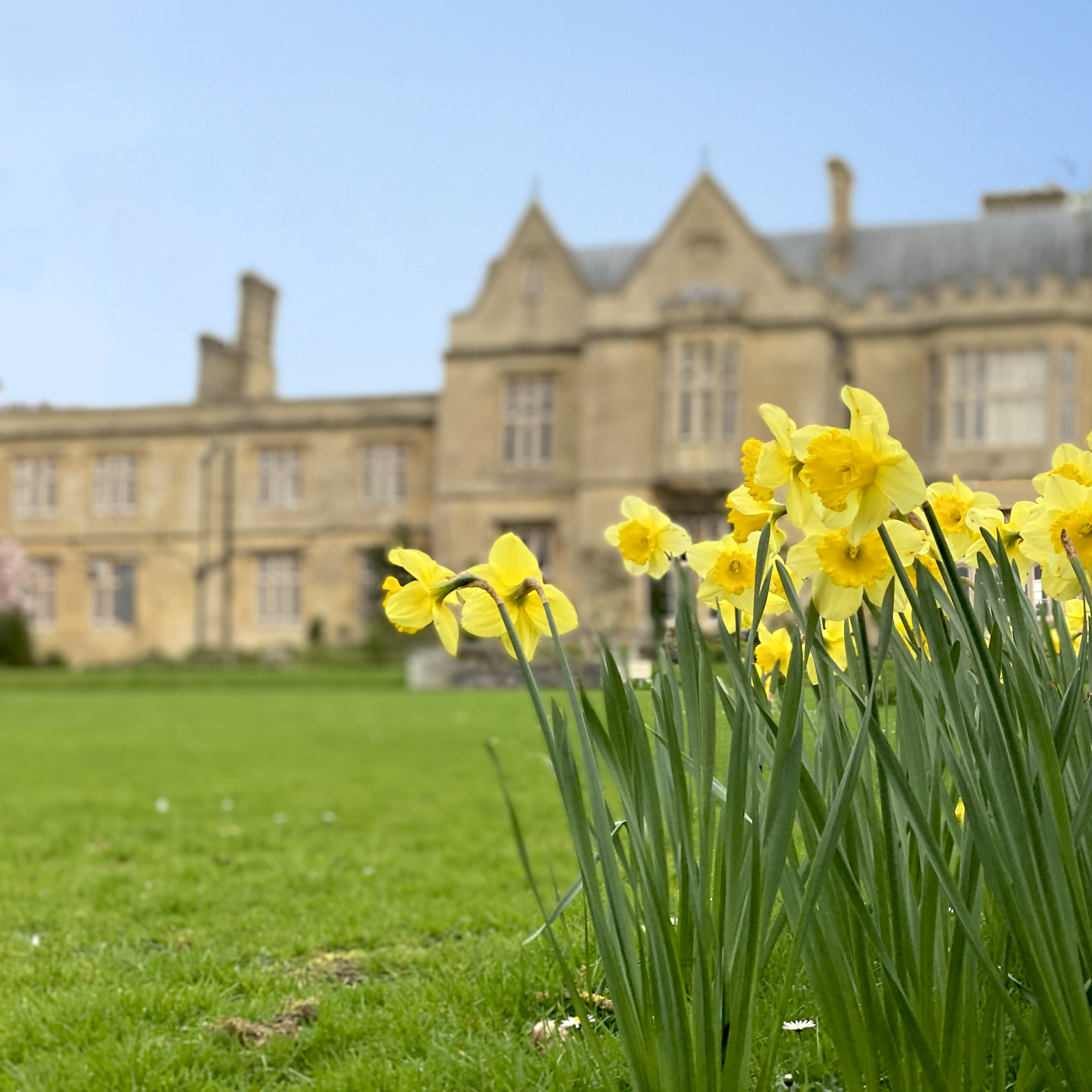 Seasonal daffodils in front of Abbey House
